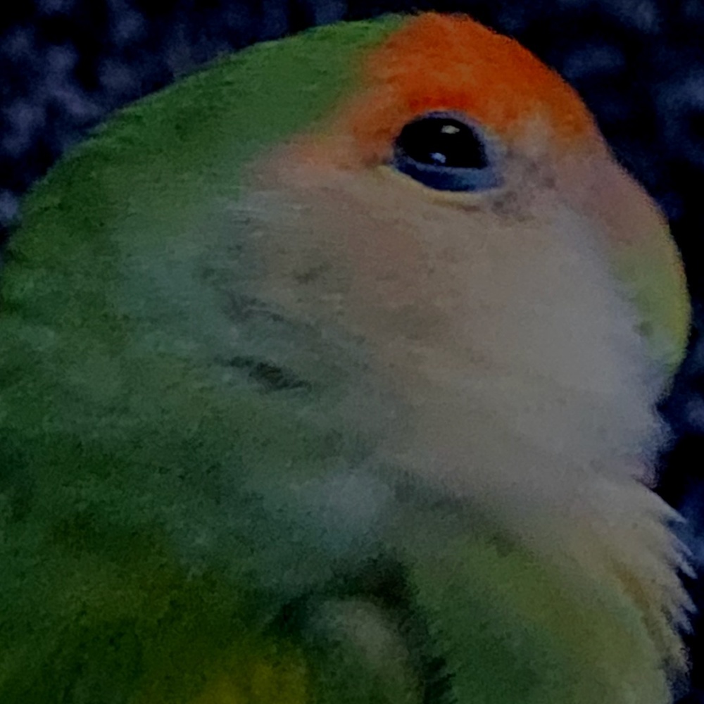 Meet your Posher, Kara